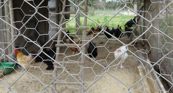 Chile - Bioseguridad en humedales: Exitoso programa de apoyo a pequeños productores avícolas - Image 1