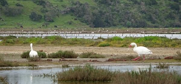 Chile - Bioseguridad en humedales: Exitoso programa de apoyo a pequeños productores avícolas - Image 1