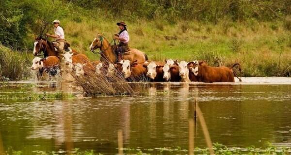 Argentina - La SRA estimó en más de 5 millones las cabezas de ganado afectadas por la crecida del Paraná - Image 1
