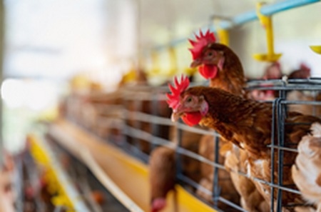 Brasil - La salmonella en aves de corral puede tener los días contados - Image 2