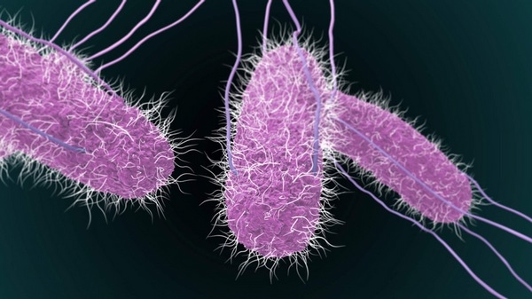 Brasil - La salmonella en aves de corral puede tener los días contados - Image 1