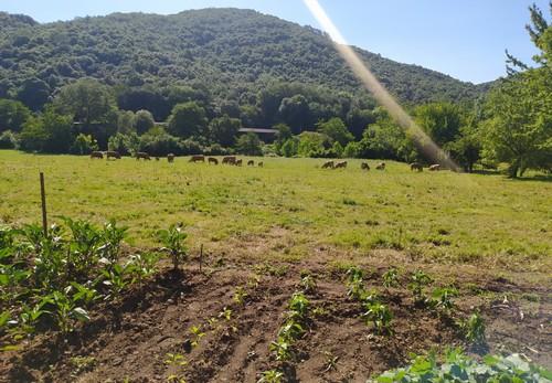 España - Una fertilización del suelo más eficiente y sostenible en las zonas de pasto - Image 1