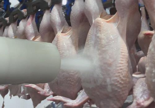 Islandia - Proyecto ChillBact: Eliminar patógenos de la carne de aves - Image 1