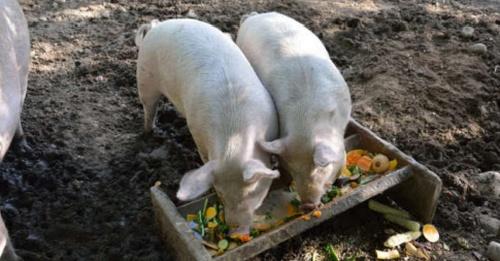 España - Porcino Ecológico: Ingredientes alternativos para su alimentación - Image 1