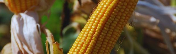 Argentina - Estudian la presencia de un hongo que afecta al maíz - Image 1