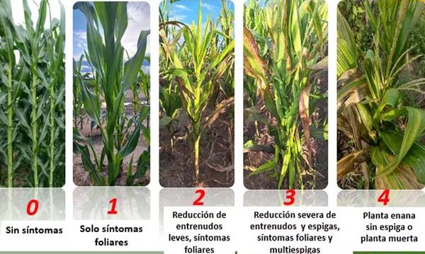 Chicharrita del maíz: Como afecta al cultivo y qué enseñanzas deja a futuro - Image 4