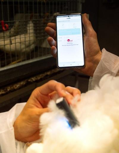 Lanzan Tecnología NIR para monitorear la condición corporal de gallinas ponedoras - Image 1
