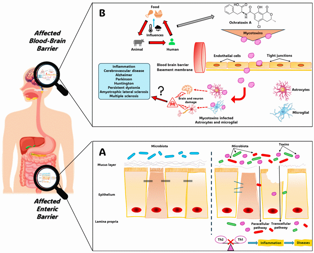 España - Estudian implicación de una micotoxina en los trastornos neurológicos - Image 1