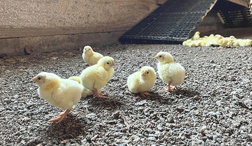 EE.UU. - Perdue Farms adopta el concepto de incubación en granja