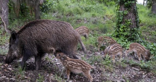 España - La peste porcina africana reaparece tras 31 años - Image 1