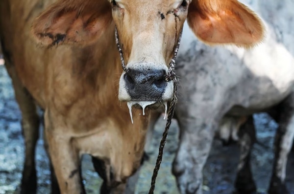 OMSA: Llamado a la acción ante la propagación internacional de la fiebre aftosa (SAT1) - Image 1