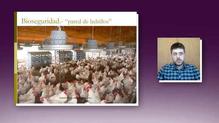 Bioseguridad en producción avícola: Santiago Cura