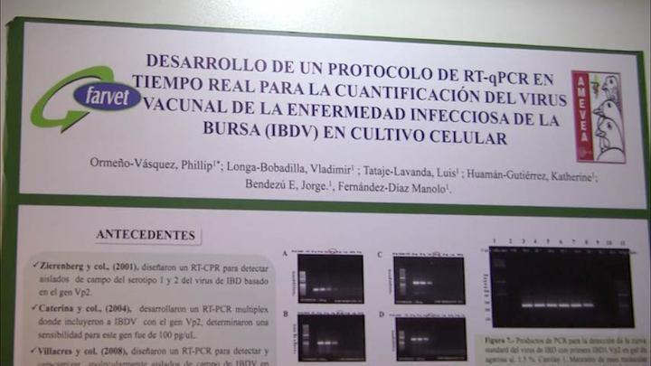 Enfermedad infecciosa de la bursa (IBDV): Phillip Ormeño