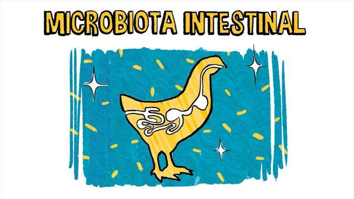 Microbiota intestinal y diferentes tipos de probióticos