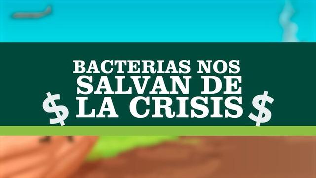 Bacterias nos salvan de la crisis - Cerdos