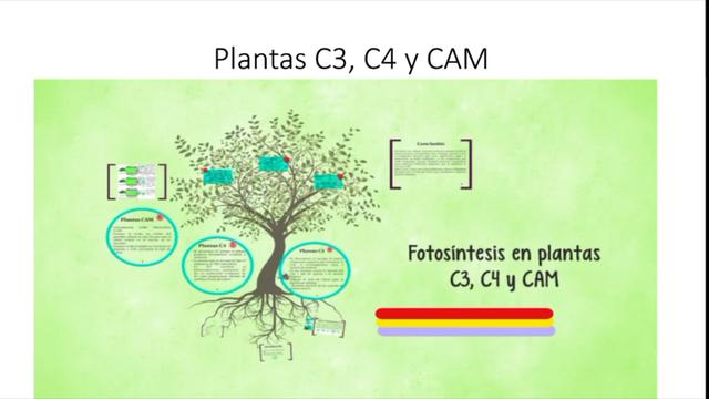 Plantas C3, C4 y CAM