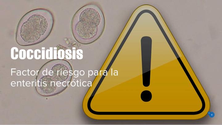 Coccidiosis: Factores de riesgo para la enteritis necrótica