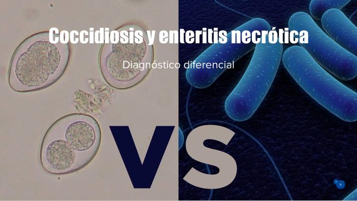 Coccidiosis y enteritis necrótica: Diagnóstico diferencial