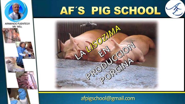 La Lisozima en producción porcina