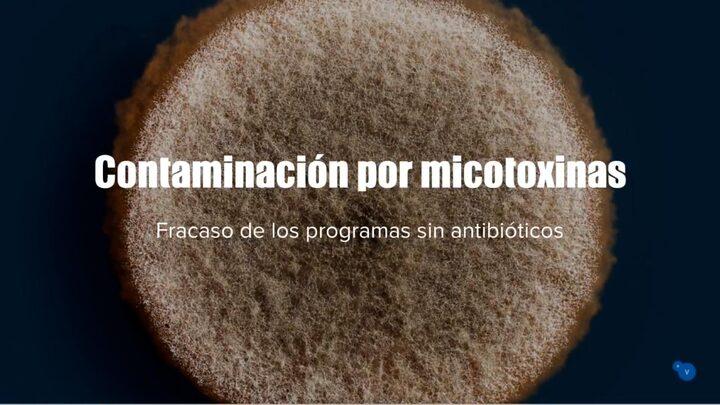 Contaminación por micotoxinas, fracaso de los programas sin antibióticos