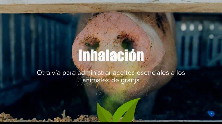 Inhalación: una vía alternativa para administrar aceites esenciales a los animales de granja