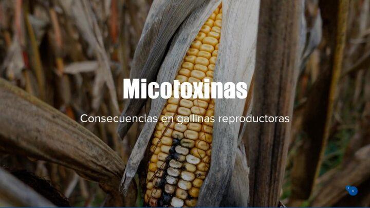 Micotoxinas, consecuencias en reproductoras
