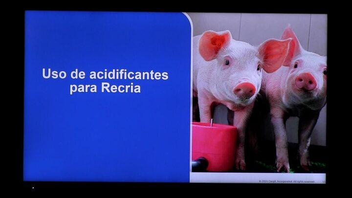 Utilización de acidificantes en la recría de cerdos