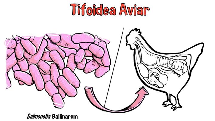 Tifoidea aviar: ¿Cómo prevenir esta enfermedad en su granja?