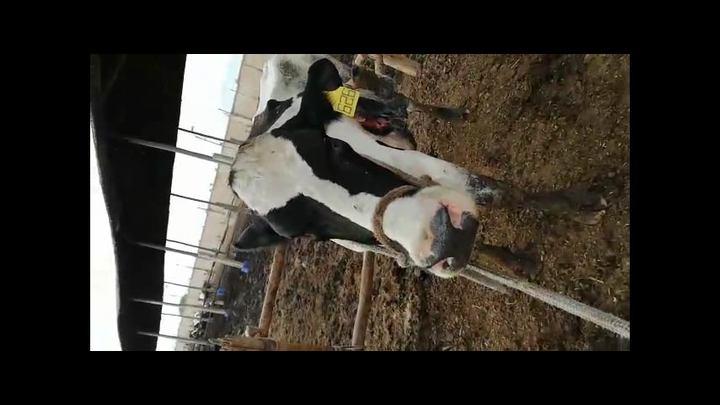 Caso clínico: Vaca Holstein con un corte en la zona posterior a la escápula