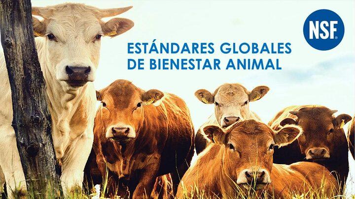 Bienestar Animal: Estandares Globales 