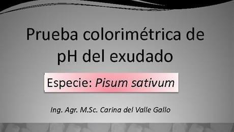 Prueba colorimétrica de pH del exudado: Carina Gallo (INTA)