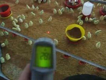Calefaccion en galpones avícolas: Criadoras Gasolec 
