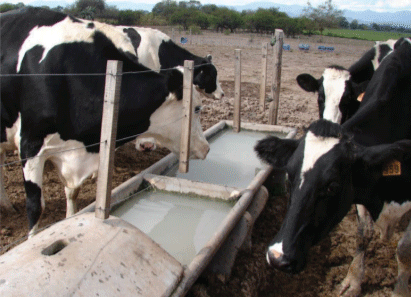 Bebedero sin un piso de hormigón- ni suministro de agua limpia.