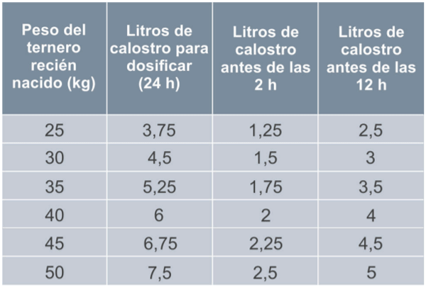 Un ternero debe ingerir calostro en el primer día de vida equivalente al 10-15 % de su peso. Un 5 % antes de la segunda hora de vida.