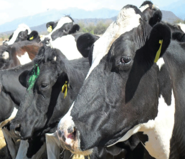 Evitar tener vacas con cuernos.