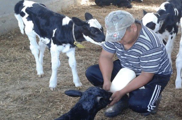 Fomento de una interacción humano-animal positiva
