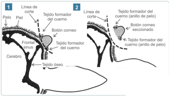Esquema de desmochado de John Irwin, Belinda Walker, NSW Department of Primary Industries.