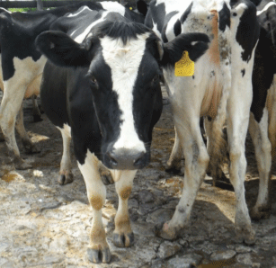 Piso deteriorado no apropiado para la circulación segura de las vacas.