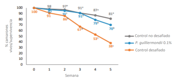 Figura 3. Supervivencia: Porcentaje de camarones vivos que quedan en cada grupo en los conteos semanales de camarones vivos. Dos grupos de tratamiento fueron desafiados con WSSV en este ensayo, pero solo un grupo recibió dietas suplementadas con P. guilliermondii.