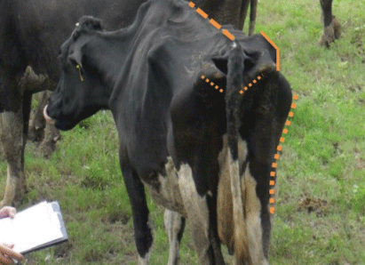 Figura 25.