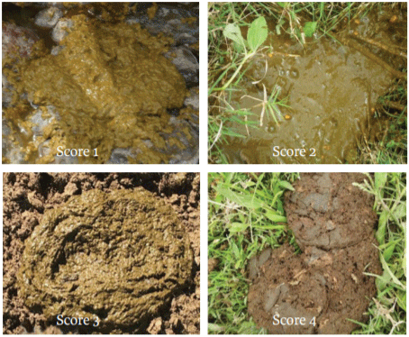 Score de evaluación de la materia fecal.
