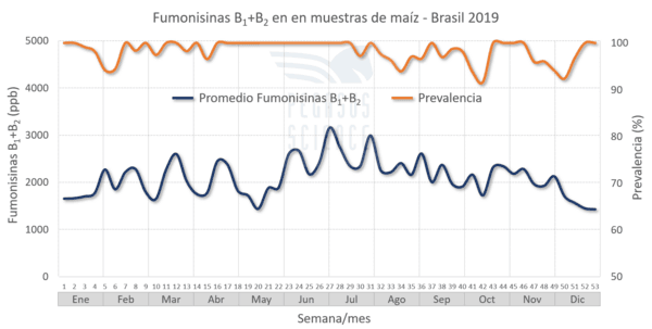 Micotoxinas en maíz: Brasil año 2019 - Image 5