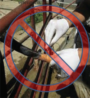 No se debe descolar a las vacas. (Fuente: http:// www.thebullvine.com/news/cow-tail-protection-advances-colorado-house).