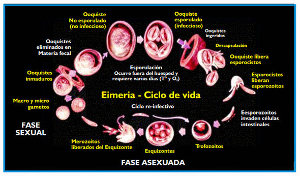 Coccidiosis de los bovinos - Image 3