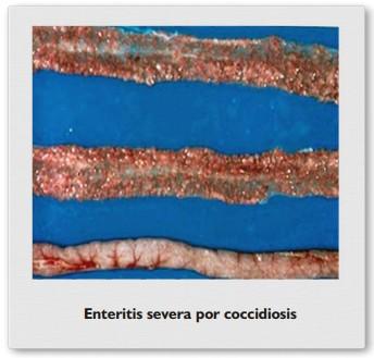 Coccidiosis de los bovinos - Image 4