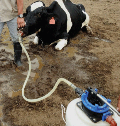 Vaca con hipocalcemia.