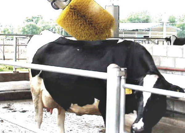 El cepillado del lomo les agrada muchísimo a las vacas.