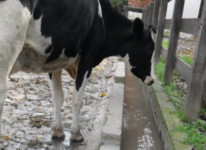 De esta agua de acequia seguramente usted no bebería.