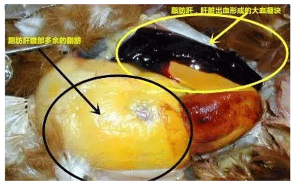 Gallinas ponedoras con alta incidencia de enfermedad hepática y de la vesícula biliar