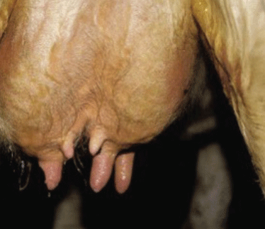 Ubicación más común de los pezonessu-pernumerarios. (Fuente:https://www.sciencedirect. com/topics/agricultural-and-biolo-gical-sciences/teats).